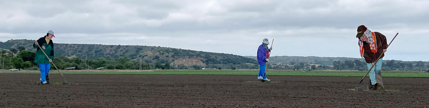 A field of fieldworkers in art form and appreciation. By John Cerney.